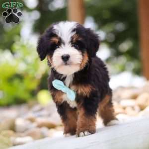 Goodbye Earl, Mini Bernedoodle Puppy